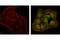 Mitogen-Activated Protein Kinase 13 antibody, 9215S, Cell Signaling Technology, Immunocytochemistry image 