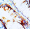 Neuropeptide Y Receptor Y1 antibody, AP23327PU-N, Origene, Immunohistochemistry frozen image 