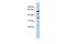 Negative elongation factor E antibody, PA5-41762, Invitrogen Antibodies, Western Blot image 