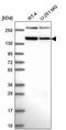 Remodeling And Spacing Factor 1 antibody, PA5-66088, Invitrogen Antibodies, Western Blot image 