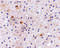 Calcium-dependent secretion activator 1 antibody, 4559, ProSci, Immunohistochemistry paraffin image 