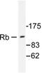 pRb antibody, AP06303PU-N, Origene, Western Blot image 