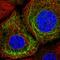 HMW Cytokeratin antibody, HPA030877, Atlas Antibodies, Immunofluorescence image 