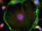 Rabbit IgG antibody, R37119, Invitrogen Antibodies, Immunofluorescence image 