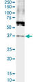 Formyl peptide receptor 2 antibody, LS-C197242, Lifespan Biosciences, Western Blot image 