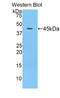 Cerebral Dopamine Neurotrophic Factor antibody, LS-C293290, Lifespan Biosciences, Western Blot image 