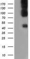 BB1 antibody, TA501679, Origene, Western Blot image 
