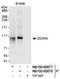 DEAD-Box Helicase 54 antibody, NB100-60678, Novus Biologicals, Immunoprecipitation image 