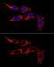 Mitochondrial fission 1 protein antibody, GTX55624, GeneTex, Immunofluorescence image 