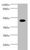 Elongation factor Tu, mitochondrial antibody, A52852-100, Epigentek, Western Blot image 