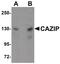 Microtubule Associated Scaffold Protein 2 antibody, PA5-20912, Invitrogen Antibodies, Western Blot image 