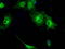 Guanylate Binding Protein 2 antibody, TA500661, Origene, Immunofluorescence image 