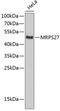 Mitochondrial Ribosomal Protein S27 antibody, 19-406, ProSci, Western Blot image 