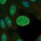 Cyclin Dependent Kinase 4 antibody, HPA006024, Atlas Antibodies, Immunocytochemistry image 