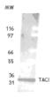 CD267 antibody, ALX-210-800-C100, Enzo Life Sciences, Western Blot image 