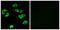 Leukocyte Immunoglobulin Like Receptor B4 antibody, LS-C120063, Lifespan Biosciences, Immunofluorescence image 