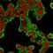 Keratin 18 antibody, NBP2-33176, Novus Biologicals, Immunofluorescence image 