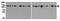 Vinculin antibody, GTX17308, GeneTex, Western Blot image 