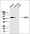 Keratin 3 antibody, orb312210, Biorbyt, Western Blot image 