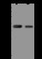 Chromosome 1 Open Reading Frame 198 antibody, 206809-T40, Sino Biological, Western Blot image 