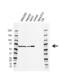 Tyrosine-protein phosphatase non-receptor type 6 antibody, VMA00629, Bio-Rad (formerly AbD Serotec) , Western Blot image 