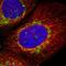 Translocase Of Outer Mitochondrial Membrane 70 antibody, HPA014589, Atlas Antibodies, Immunofluorescence image 