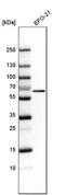 Oatp2a1 antibody, HPA013742, Atlas Antibodies, Western Blot image 