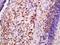 Exosome Component 10 antibody, orb156799, Biorbyt, Immunohistochemistry paraffin image 