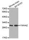Tyrosine 3-Monooxygenase/Tryptophan 5-Monooxygenase Activation Protein Zeta antibody, MBS125663, MyBioSource, Western Blot image 