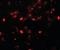 Putative E3 ubiquitin-protein ligase SH3RF2 antibody, orb94573, Biorbyt, Immunofluorescence image 