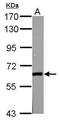 Glutamate Decarboxylase 2 antibody, PA5-22260, Invitrogen Antibodies, Western Blot image 