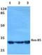 Homeobox protein Hox-B5 antibody, PA5-36381, Invitrogen Antibodies, Western Blot image 