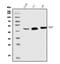 SRY-Box 7 antibody, A05013-1, Boster Biological Technology, Western Blot image 