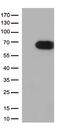 USH1 Protein Network Component Harmonin antibody, TA812958S, Origene, Western Blot image 