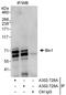 Bridging Integrator 1 antibody, A302-728A, Bethyl Labs, Immunoprecipitation image 