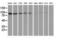 Striatin Interacting Protein 1 antibody, LS-C172590, Lifespan Biosciences, Western Blot image 