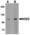 NLR Family Member X1 antibody, TA320016, Origene, Western Blot image 