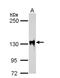 Splicing Factor 3b Subunit 3 antibody, NBP1-31281, Novus Biologicals, Western Blot image 