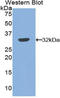 SERPINB2 antibody, LS-C295933, Lifespan Biosciences, Western Blot image 