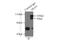 Disks large homolog 3 antibody, 18036-1-AP, Proteintech Group, Immunoprecipitation image 
