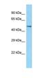Chaperonin Containing TCP1 Subunit 2 antibody, orb331227, Biorbyt, Western Blot image 