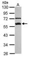 FKBP Prolyl Isomerase 5 antibody, PA5-29735, Invitrogen Antibodies, Western Blot image 