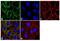 BRCA1 Interacting Protein C-Terminal Helicase 1 antibody, MA5-14582, Invitrogen Antibodies, Immunofluorescence image 