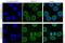 Nucleoporin 107 antibody, ab50008, Abcam, Immunofluorescence image 