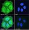 V-Set Domain Containing T Cell Activation Inhibitor 1 antibody, LS-C55682, Lifespan Biosciences, Immunofluorescence image 