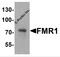 Fragile X mental retardation 1 protein antibody, 7707, ProSci, Western Blot image 