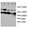 Lipoma-preferred partner antibody, orb99202, Biorbyt, Western Blot image 