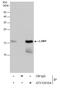 LSM1 Homolog, MRNA Degradation Associated antibody, GTX130104, GeneTex, Immunoprecipitation image 