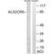 Calcium Responsive Transcription Factor antibody, A05786, Boster Biological Technology, Western Blot image 