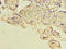 Hemoglobin Subunit Epsilon 1 antibody, orb355151, Biorbyt, Immunohistochemistry paraffin image 